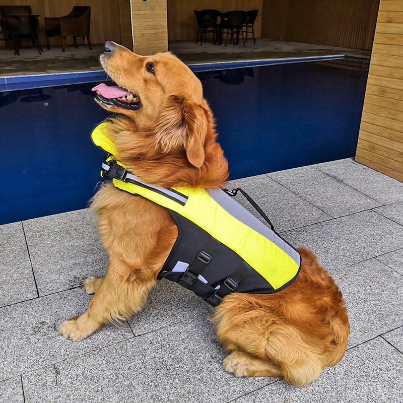 The Ultimate Safety Gear for Your Beloved Pet