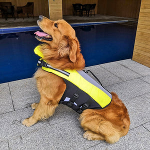 The Ultimate Safety Gear for Your Beloved Pet