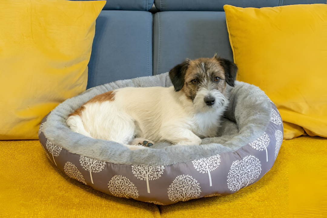 COZY PET BEDS FOR PERFECT REST